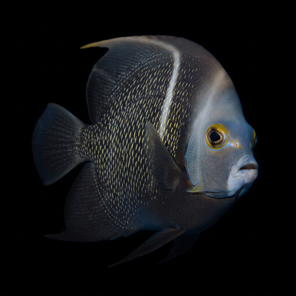 French Angelfish - Adult - Atlantic