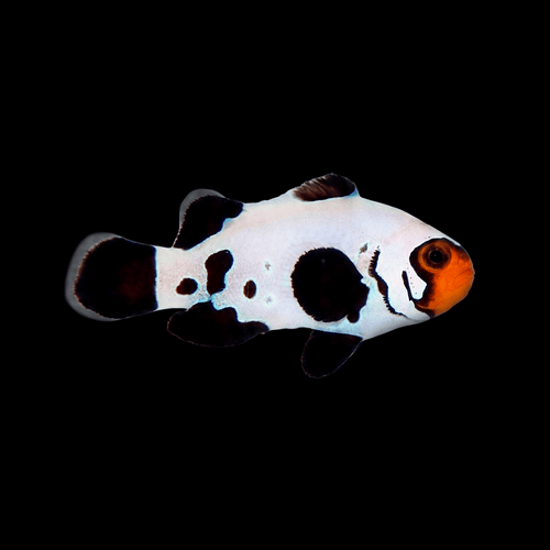 Frostbite Clownfish - Amphiprion ocellaris