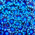 TSA Frosted Wave Alveopora Coral
