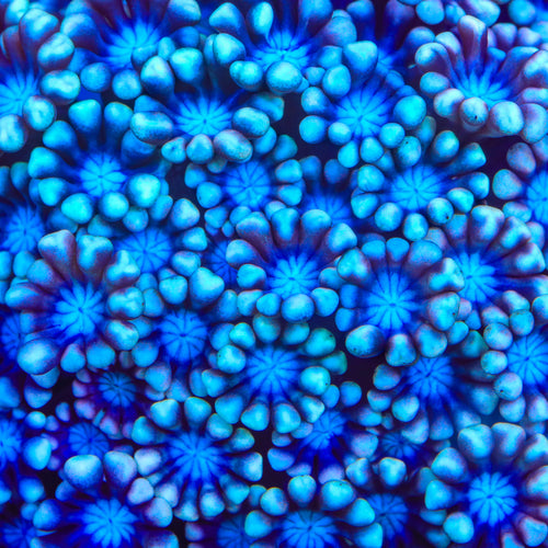 TSA Frosted Wave Alveopora Coral