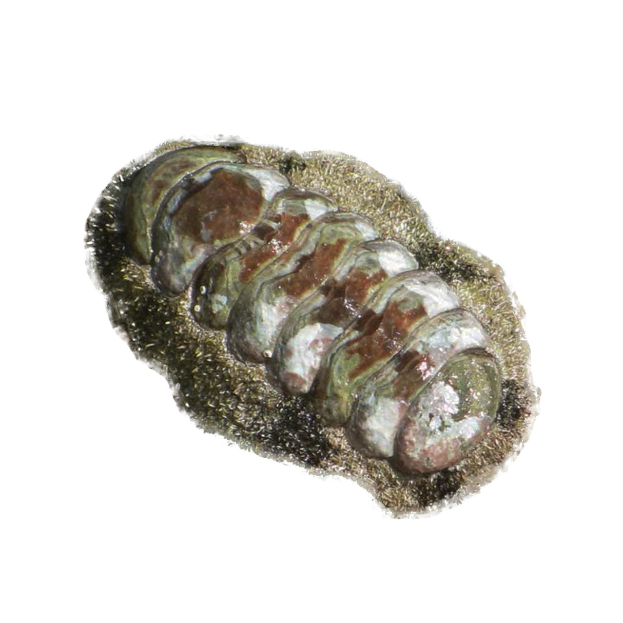 Fuzzy Chiton