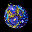 Galactic Burst Zoanthids Coral