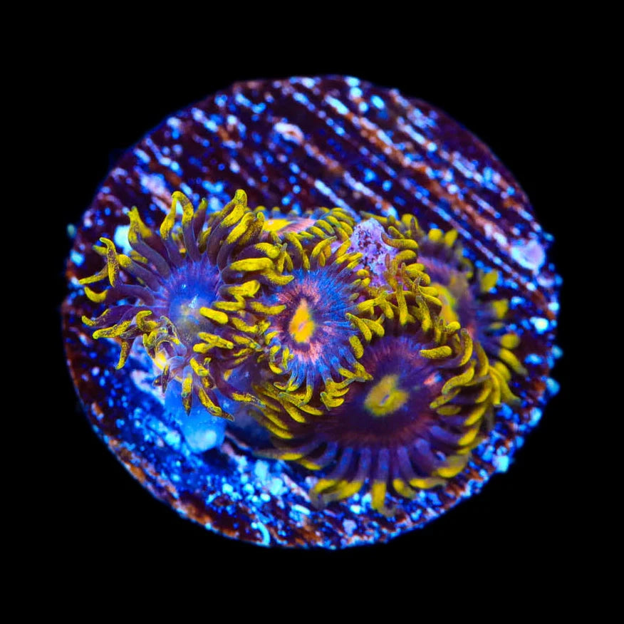 Galactic Burst Zoanthids Coral