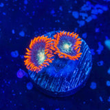 TSA Galaxy Glitter Zoanthids Coral