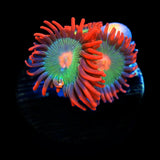 Gatorade Zoanthid Coral