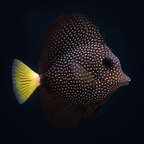 Gem Tang - Zebrasoma gemmatum