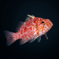 Geometric Pygmy Hawkfish