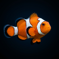 Gladiator Clownfish