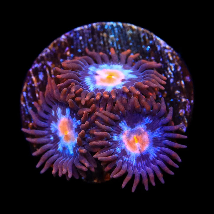 Glow Pop Zoanthid Coral