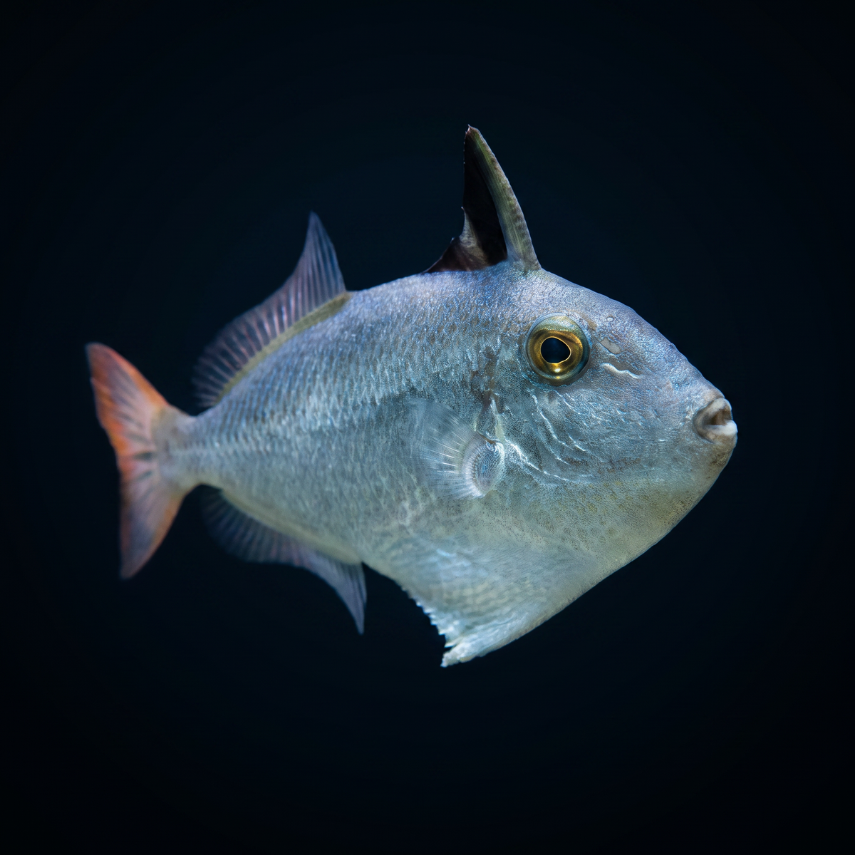 Gold Back Triggerfish - Juvenile