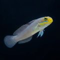 Gold Head Sleeper Goby