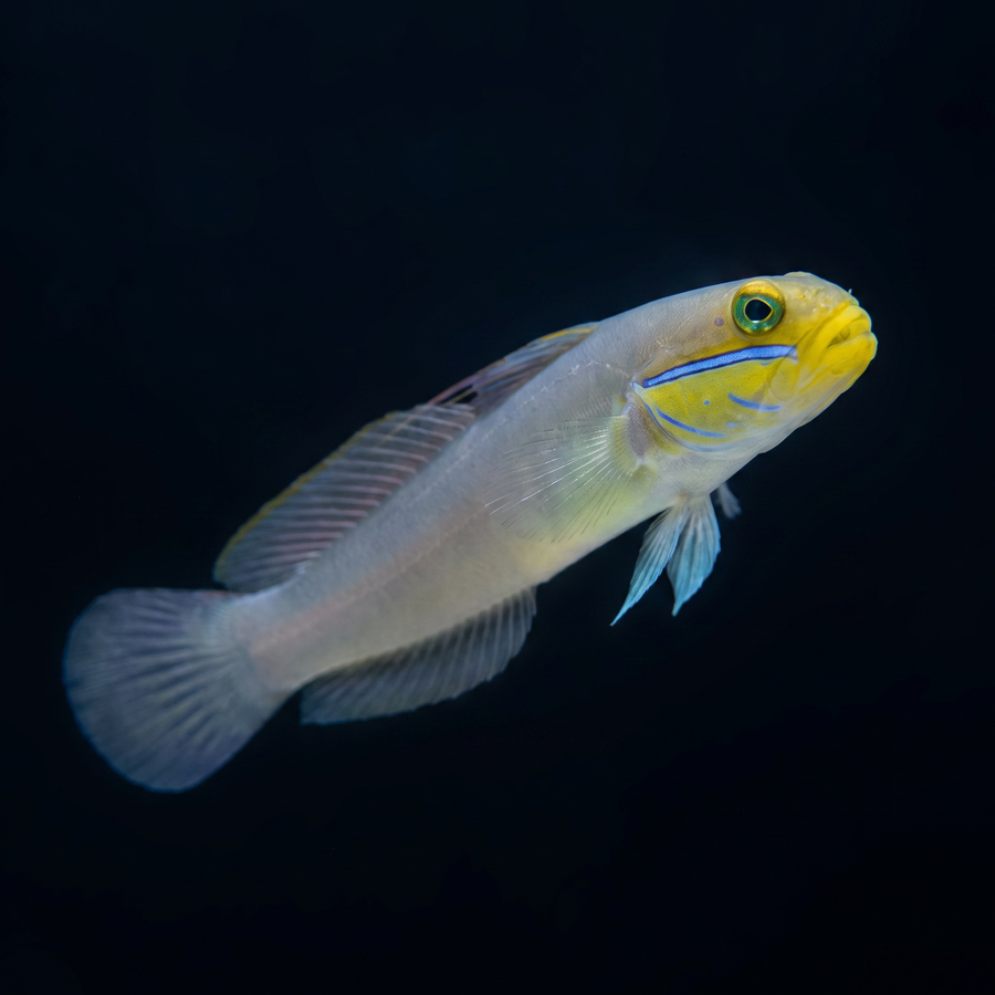 Gold Head Sleeper Goby