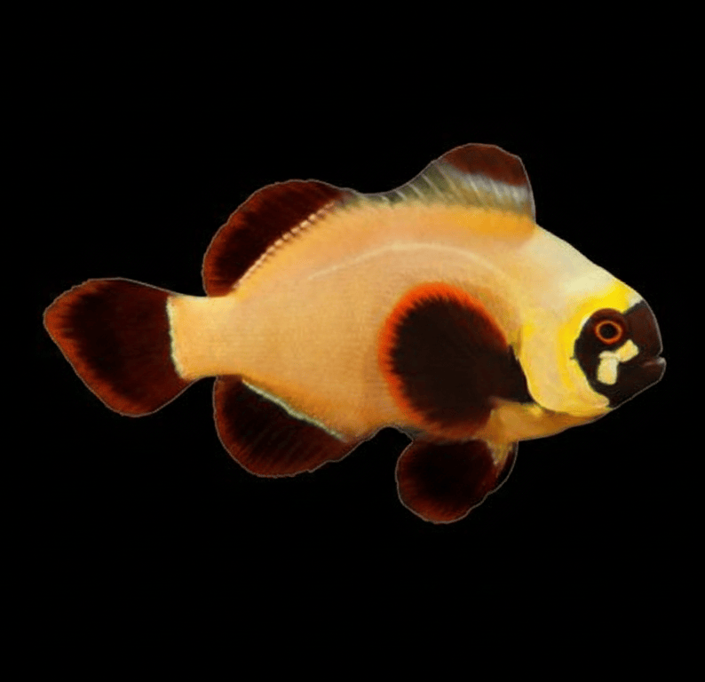 Gold Nugget Maroon Clownfish