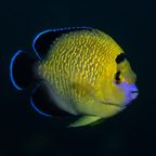 Goldflake Angelfish - Apolemichthys xanthopunctatus