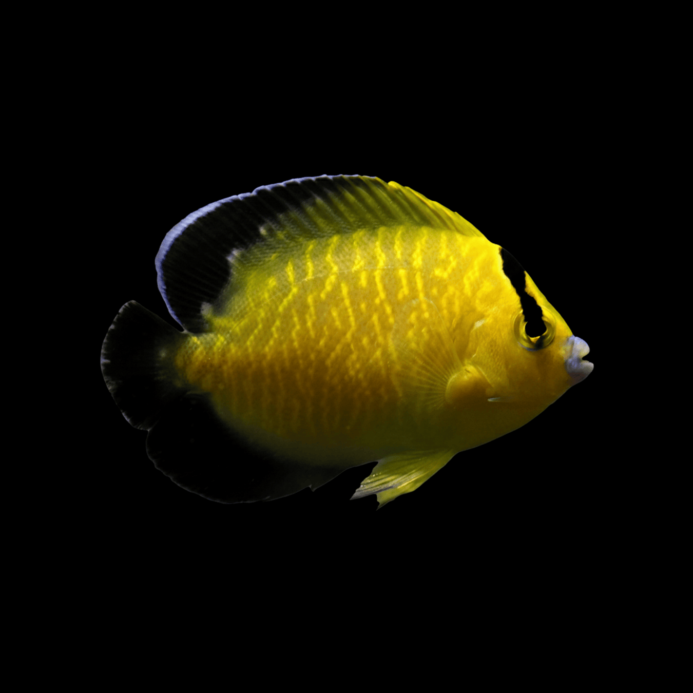 Goldflake Angelfish saltwater fish care guide