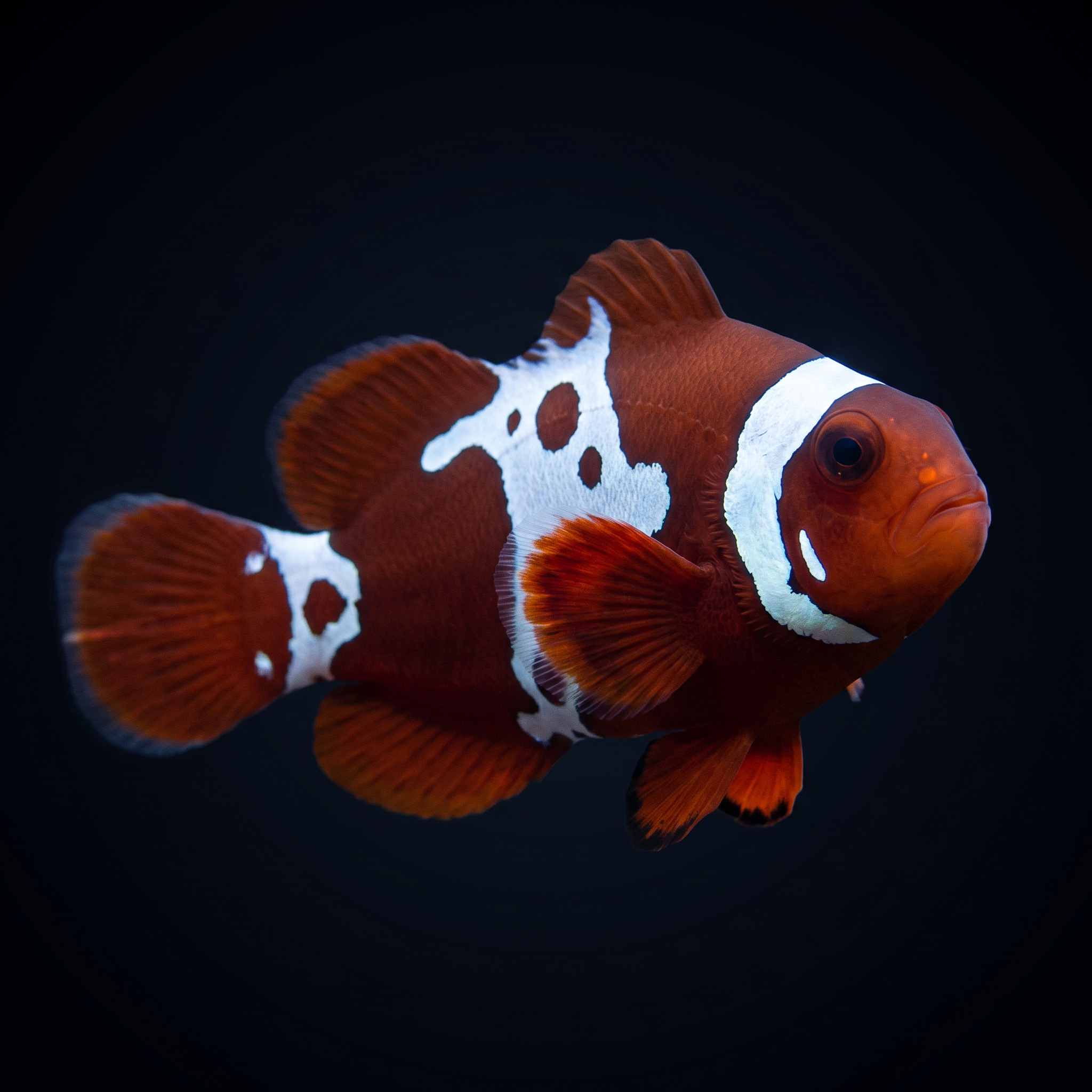 Gold x Lightning Maroon Clownfish - Premnas biaculeatus