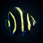Gray Angelfish