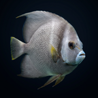 Gray Angelfish