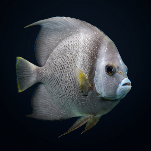 Gray Angelfish - Adult - Pomacanthus arcuatus