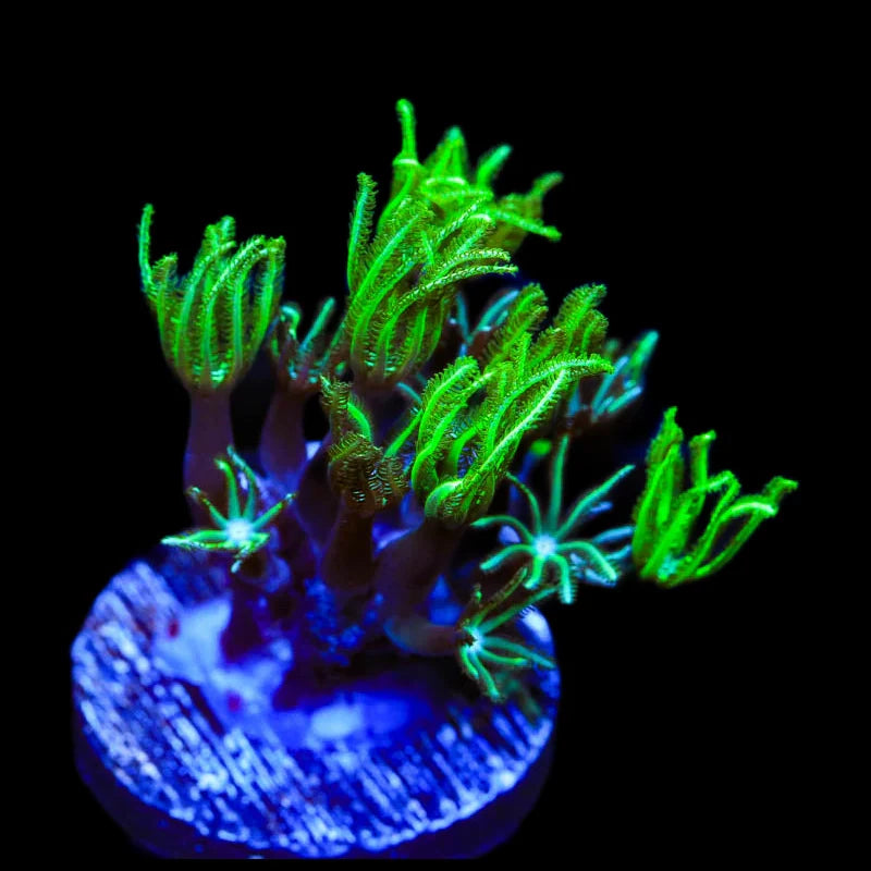 Green Aussie Pipe Organ Coral