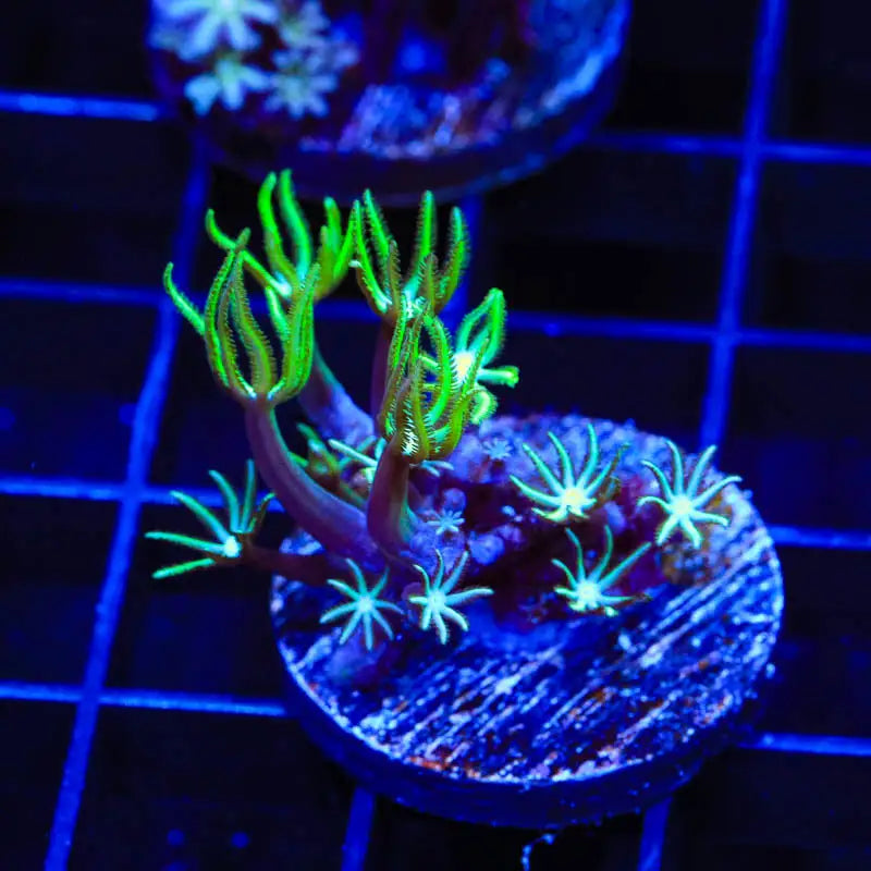 Green Aussie Pipe Organ Coral