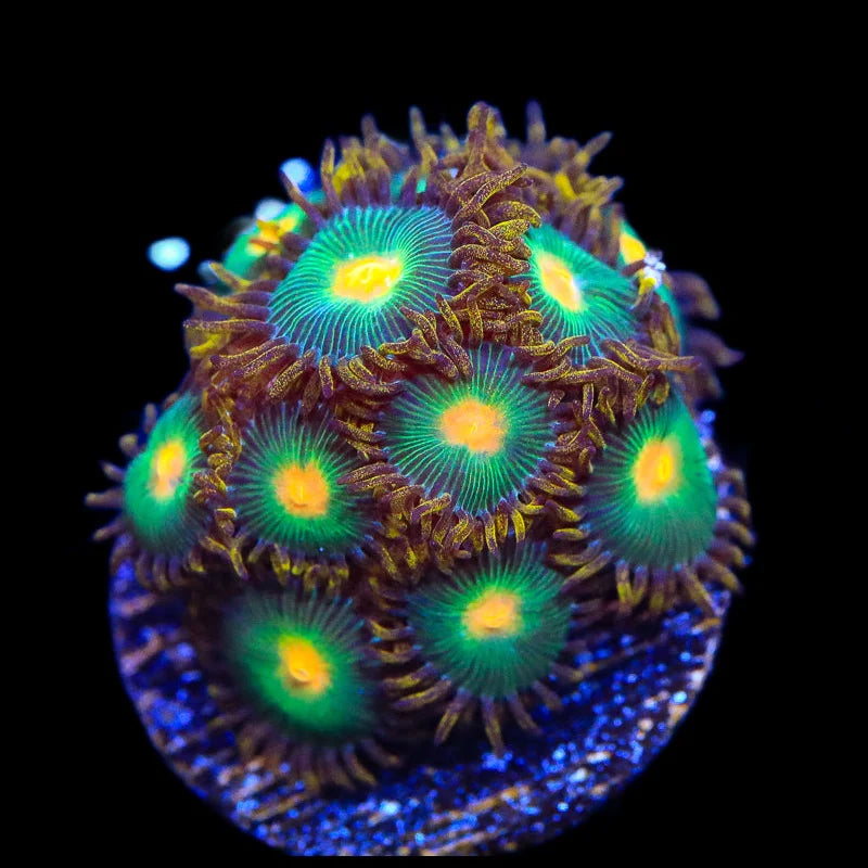 Green Bay Packers Zoanthid Coral