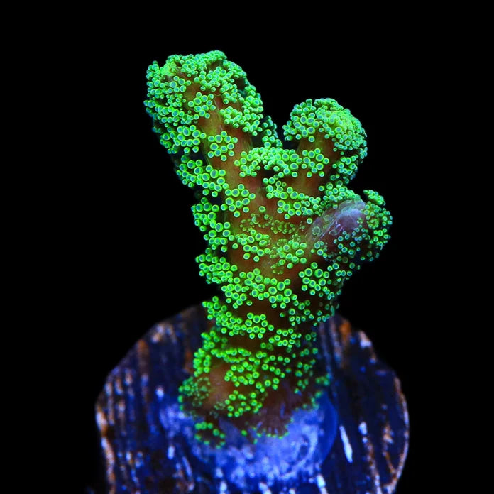 Green Birdsnest Coral