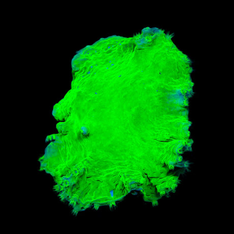 Green Cabbage Leather Coral