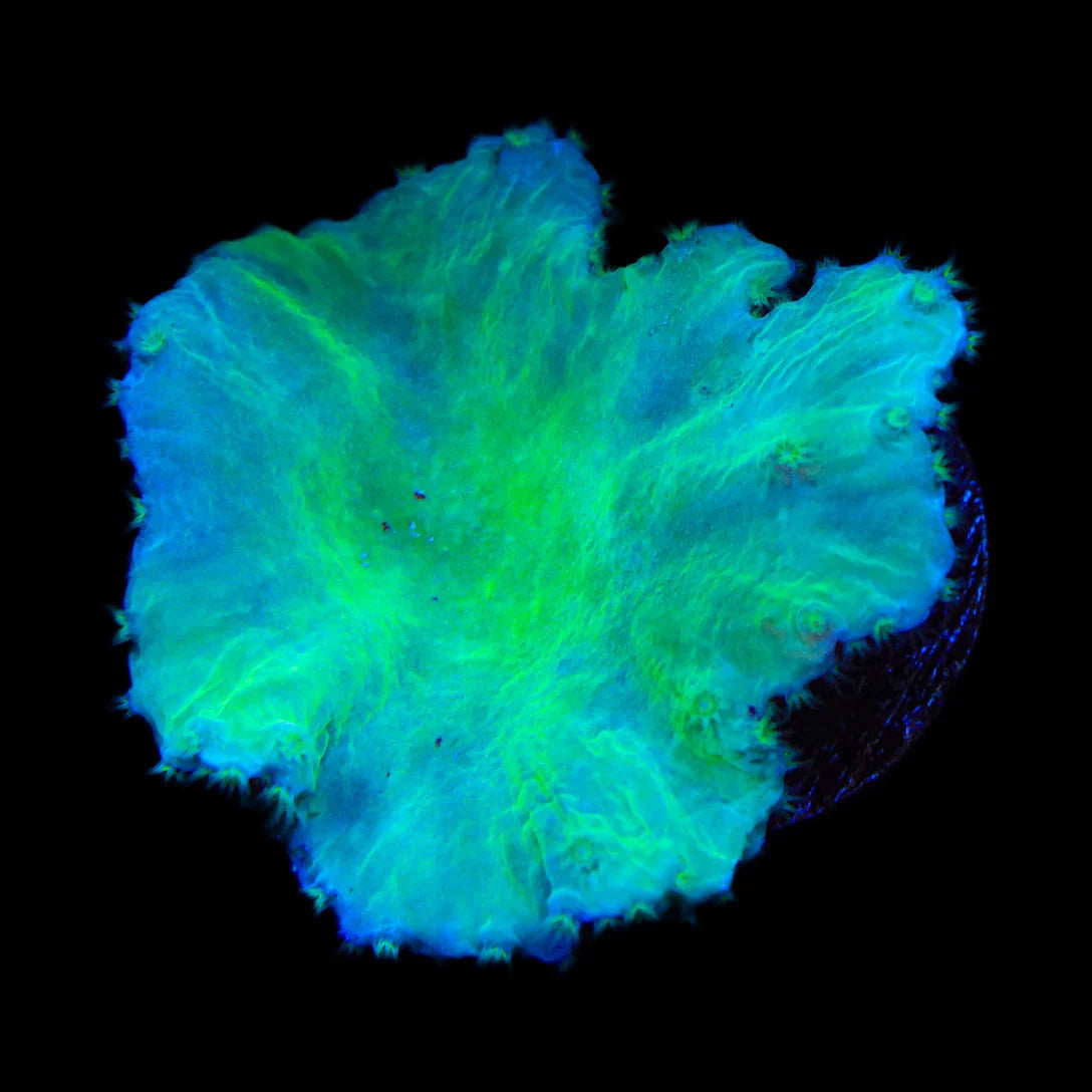 Green Cabbage Leather Coral