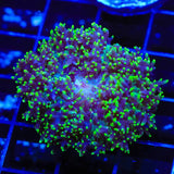 Green Hairy Mushroom Coral