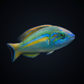 Smalltail Pencil Wrasse