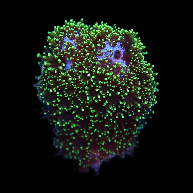 Green Pocillopora Coral