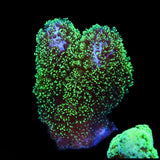 Green Pocillopora Coral