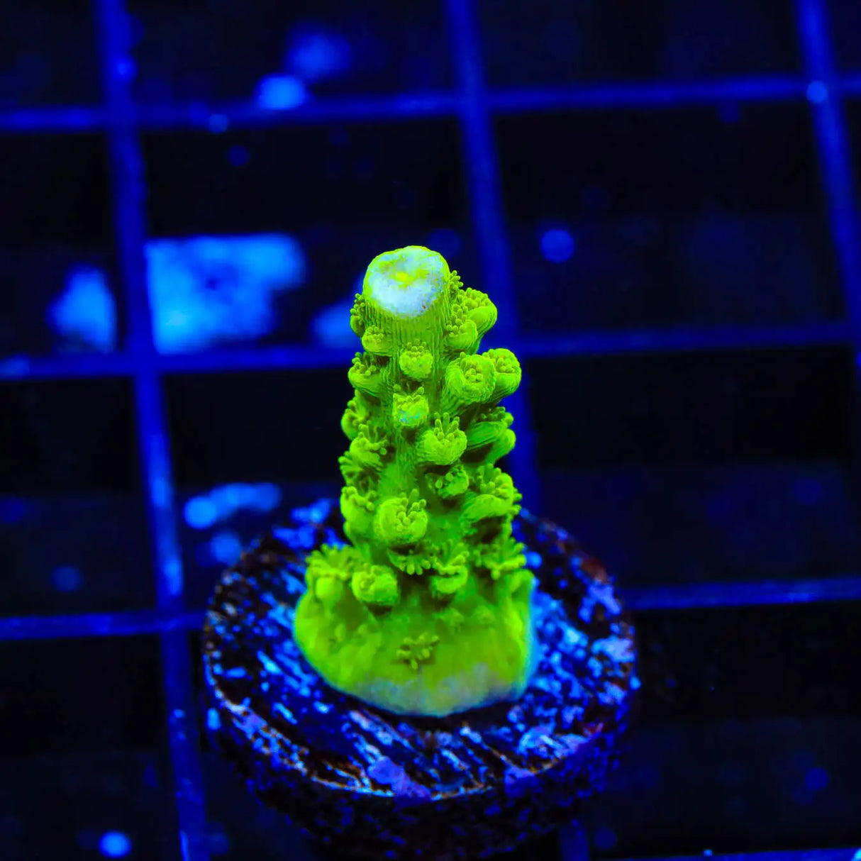 Green Slimer Acropora Coral