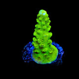 Green Slimer Acropora Coral