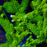 Green Slimer Acropora Coral