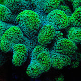 Green Stylophora Coral