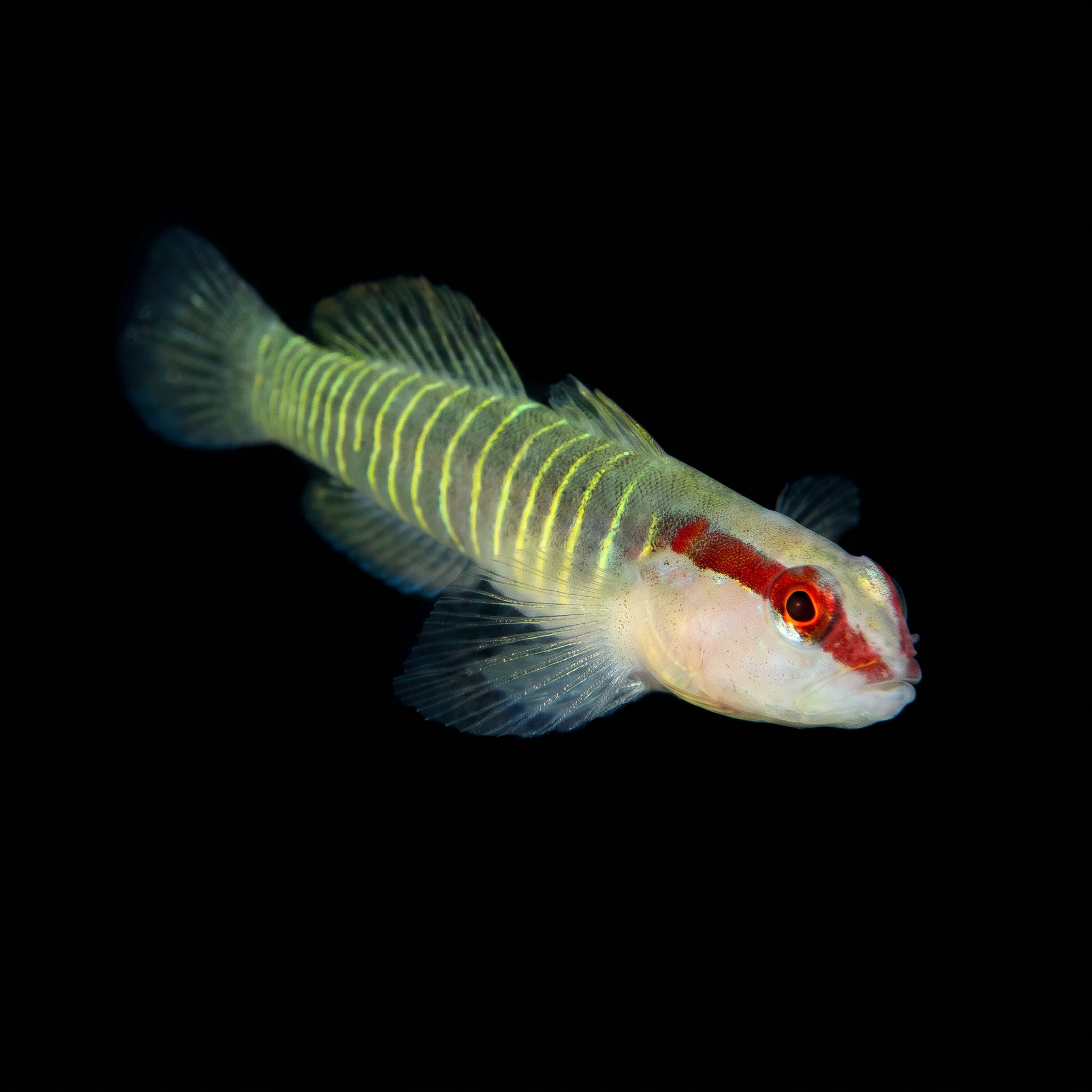 Green Banded Goby - Tigrigobius multifasciatus