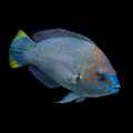 Greyhead Wrasse