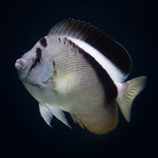 Griffis Angelfish - Marshall Islands - Apolemichthys griffisi