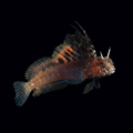 Gulf Signal Blenny