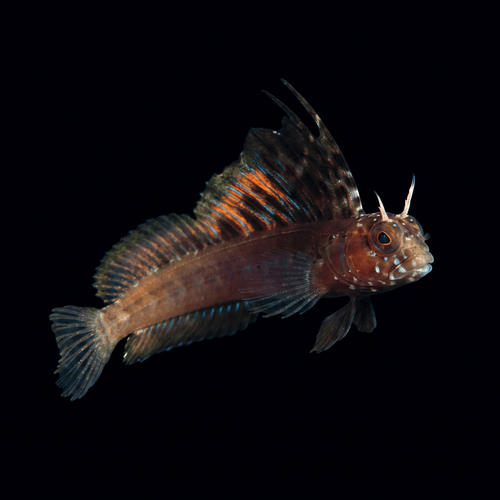 Gulf Signal Blenny - Emblemaria hypacanthus