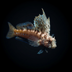 Gulf Signal Blenny