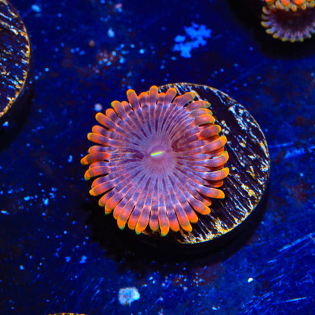 JF Fairy Fart Zoanthids Coral