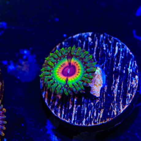 Little Shop of Horrors Zoanthids Coral