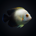 Half Black Angelfish