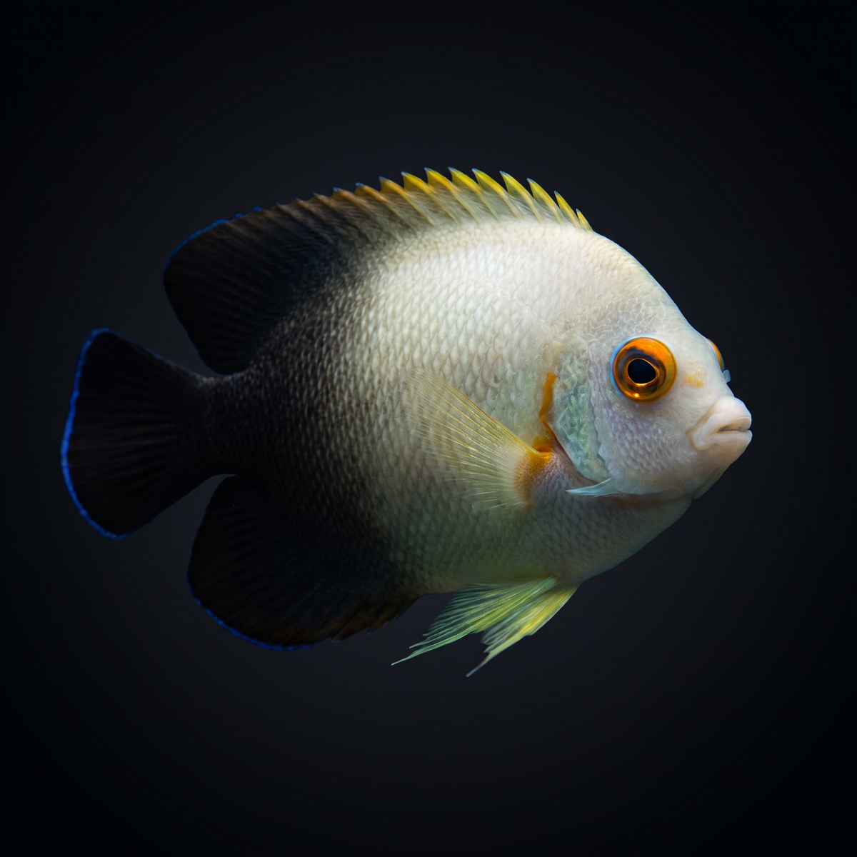 Half Black Angelfish
