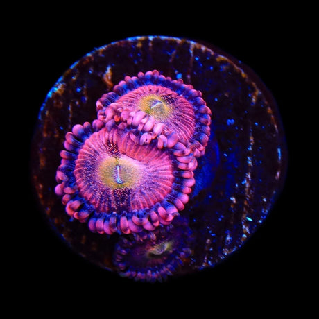 Halle Berry Zoanthid Coral