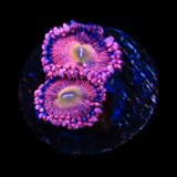 Halle Berry Zoanthid Coral