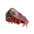 Halloween Hermit Crab - Sea Dwelling Creatures